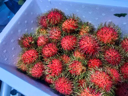 毛丹一斤 商品图0