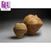 【中商原版】Ernst Gamperl: Poetry in Wood 进口艺术 恩斯特甘珀尔：木中的诗意 商品缩略图1