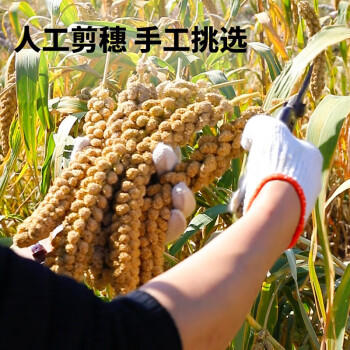 万谷食美山西黄小米2斤罐装 /粮油调味 /杂粮 /谷米类 商品图4