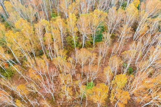 【龙江秋色G331】大小兴安岭、中俄北极三岛、五大连池、北红村、北极村、龙江大弯、画山、伊春五花山、茅兰沟13天摄影创作团 商品图4