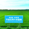 风光里半天妖五常大米基地稻花香绿色食品东北大米5斤 /粮油调味 /米 /稻花香米 商品缩略图2