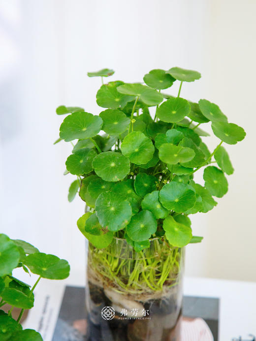 水培铜钱草 商品图1