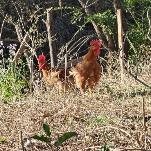 鸡腿/鸡翅/鸡胸肉/麻鸡 商品图0