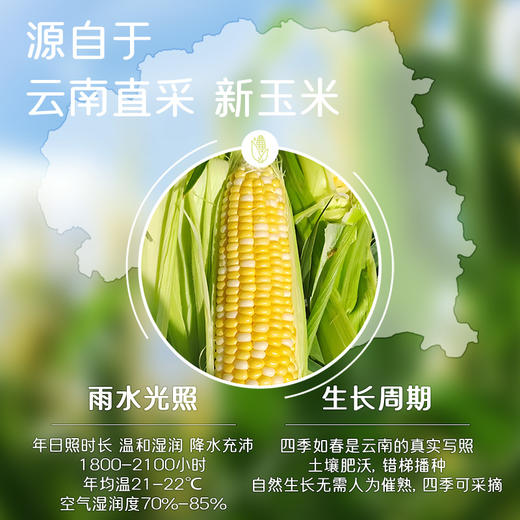 【糯小鲜】水果玉米段 1kg礼盒 商品图4