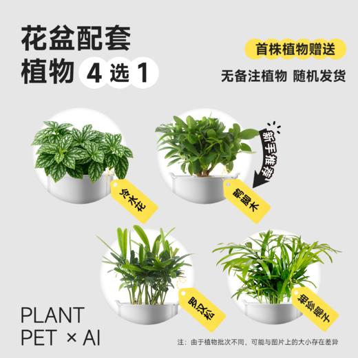 【送绿植4选1】植物萌宠机器人电子宠物花盆 商品图1