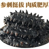 三只海豚干海参 大连海参干货辽参刺海参国标高泡发海产13-16只/50g /粮油调味 /南北干货 /干海参 商品缩略图3