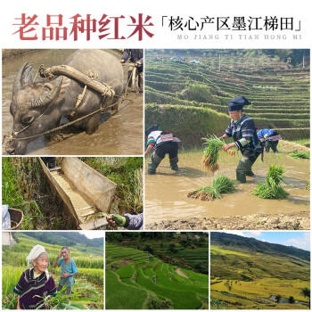 璞匠墨江梯田红米云南特产月子米胭脂米糙米新米红软米1斤装 /粮油调味 /杂粮 /谷米类 商品图0