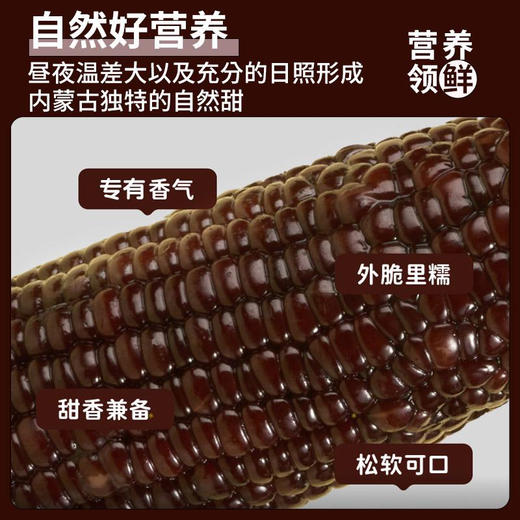 “玉中玉”有机黑糯玉米家庭装 商品图1
