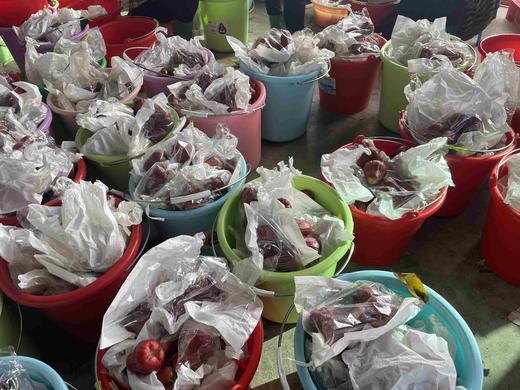 海南黑金刚莲雾 商品图7