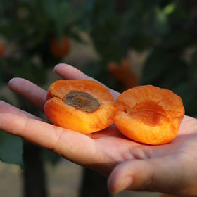 韩蒲生态大黄杏 4.5斤/箱