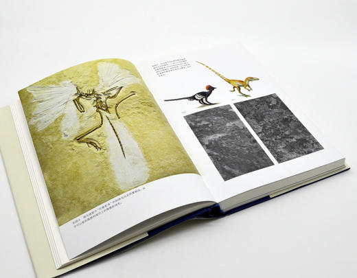 【精装】恐龙全书|  科学家讲述的恐龙‘冷知识档案’ 商品图3