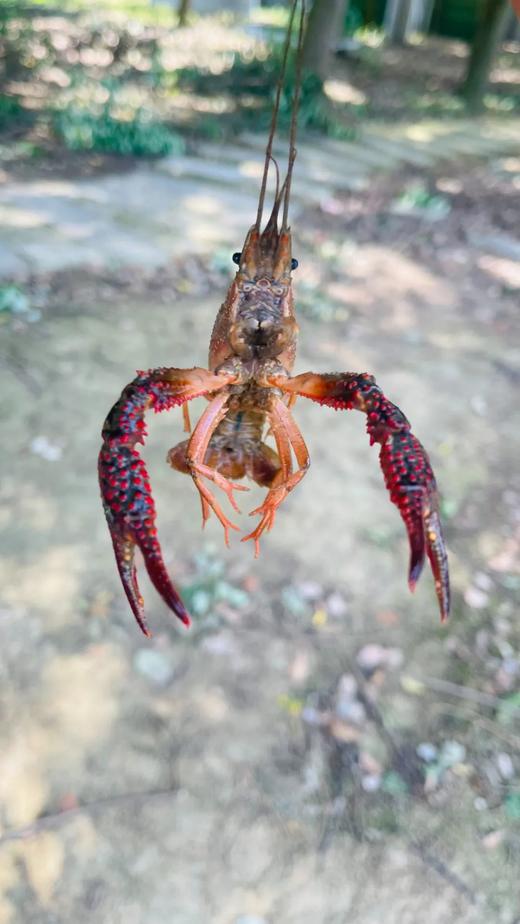 水陆争锋，童趣无限——酷玩三重奏：捕鱼、戏水、真人CS 商品图3