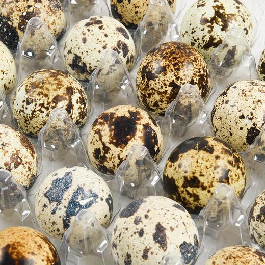 九升鹌鹑蛋30枚 商品图2