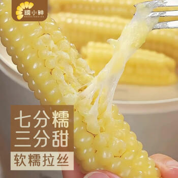 糯小鲜云南拇指玉米1斤（8-10根） 年货西双版纳新玉米儿童早餐宝妈代餐 /粮油调味 /杂粮 /谷米类 商品图0