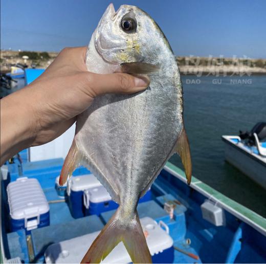 & 本港深海金鲳鱼🐠 鲜美厚实，无小刺！新鲜活冻 商品图0