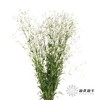 配花 | 亚布流星白 商品缩略图2