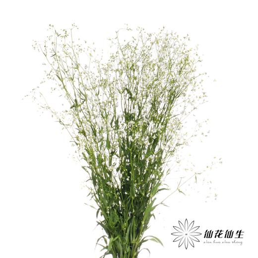 配花 | 亚布流星白 商品图2