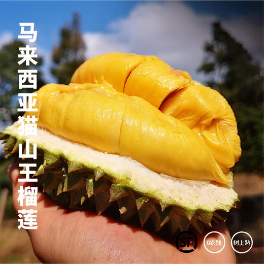 马来西亚猫山王榴莲  丝滑细腻 浓郁榴莲香 甜度高 商品图0