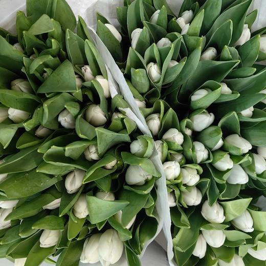 荷兰进口白色维珍郁金香10支 商品图9