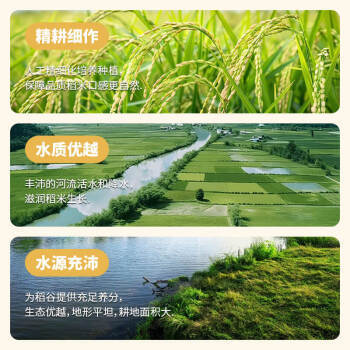 江京猫牙米 10kg 长粒大米 南方梯田米 20斤装 丝苗米 /粮油调味 /米 /丝苗米 商品图3