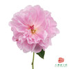 芍药 桃花飞雪 商品缩略图1