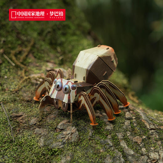 博物文创 雨林小怪系列立体拼插纸模 仿真纸模 益智动脑 兰花螳螂 高冠变色龙 草莓箭毒蛙 雨蛙蝎 跳蛛 商品图4