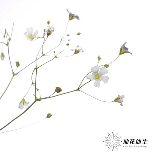 配花 | 亚布流星白 商品图3