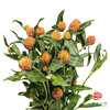 千日红-橙色 商品缩略图0