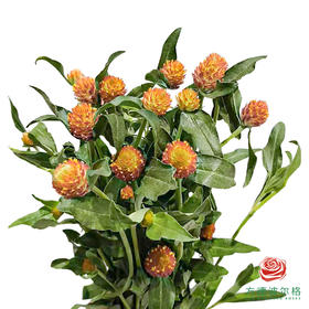 千日红-橙色