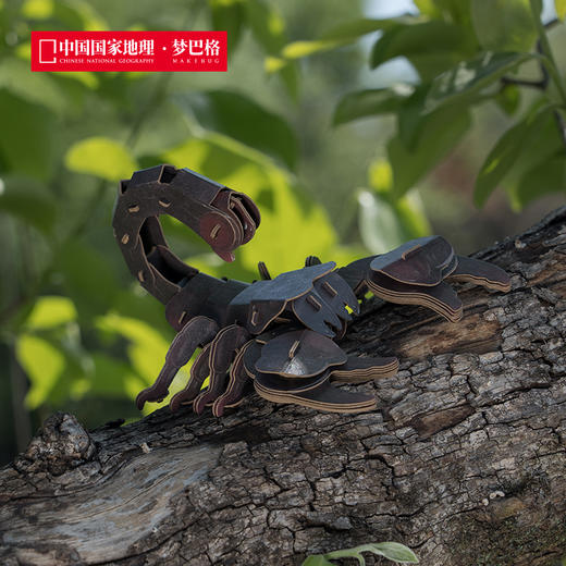 博物文创 雨林小怪系列立体拼插纸模 仿真纸模 益智动脑 兰花螳螂 高冠变色龙 草莓箭毒蛙 雨蛙蝎 跳蛛 商品图3