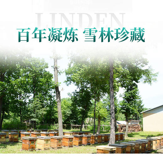 黑森迎春黑蜂椴树蜜 东北原始森林野生雪蜜天然结晶二期蜂蜜400g 商品图2