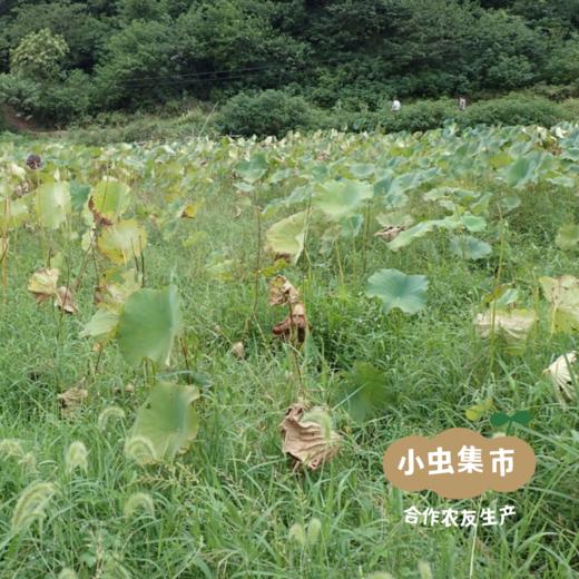 生态五指毛桃土茯苓汤料包 | 合作农友生产，产自广东五桂山旗溪村，生产者：郝冠辉 &【公平贸易农人定价】 商品图7