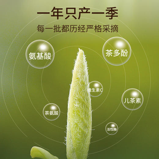 华祥苑-100g雅士特级金骏眉/特级凤凰单丛25罐装 商品图10