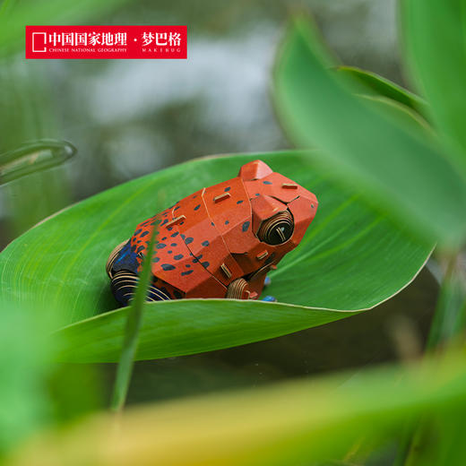 博物文创 雨林小怪系列立体拼插纸模 仿真纸模 益智动脑 兰花螳螂 高冠变色龙 草莓箭毒蛙 雨蛙蝎 跳蛛 商品图2