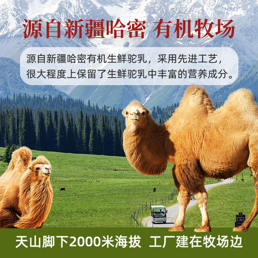 【符合新国标】【配料只有纯驼乳粉 高蛋白  低GI 有机认证 好吸收 乳糖不耐受人友好】芝秋堂有机纯驼奶粉300g/罐 独立包装  来自天山脚下（两桶配送礼手提袋）丨速食 商品图3