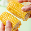 包小苞非转基因甜糯玉米 家庭装200g*10根/箱 商品缩略图5