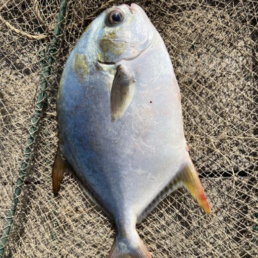 & 本港深海金鲳鱼🐠 鲜美厚实，无小刺！新鲜活冻 商品图3