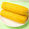 包小苞非转基因甜糯玉米 家庭装200g*10根/箱 商品缩略图7