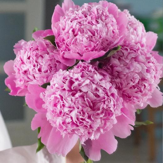 【艾丽重瓣大芍药】5支/份 买2份减10元 商品图0