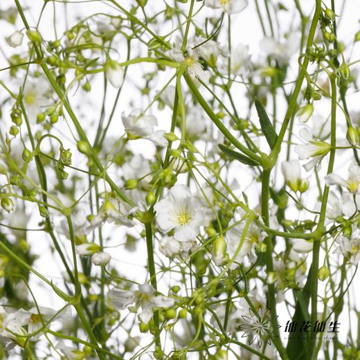 配花 | 亚布流星白 商品图0