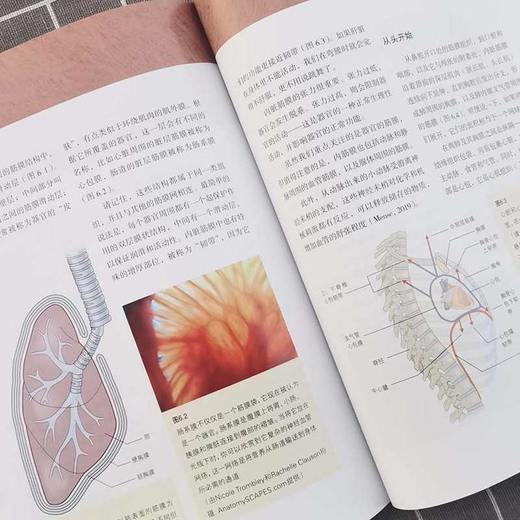 筋膜 它是什么,何以重要 第2版 商品图3