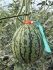 庞各庄西瓜【京津冀包邮】 商品缩略图2