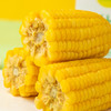 包小苞非转基因甜糯玉米 家庭装200g*10根/箱 商品缩略图8