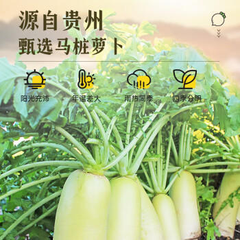 吉得利寿司食材 寿司萝卜条200g*2 袋装  0脂切条萝卜大根紫菜包饭 /粮油调味 /调味品 /复合调味料 商品图7