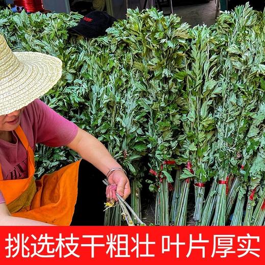 端午节新鲜艾草艾叶一年一端午一岁一安康挂艾宜早不宜晚驱基地直邮 商品图3