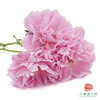 芍药 桃花飞雪 商品缩略图4