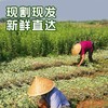端午节新鲜艾草艾叶一年一端午一岁一安康挂艾宜早不宜晚驱基地直邮 商品缩略图2