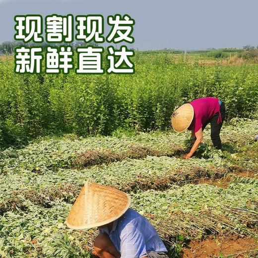 端午节新鲜艾草艾叶一年一端午一岁一安康挂艾宜早不宜晚驱基地直邮 商品图2