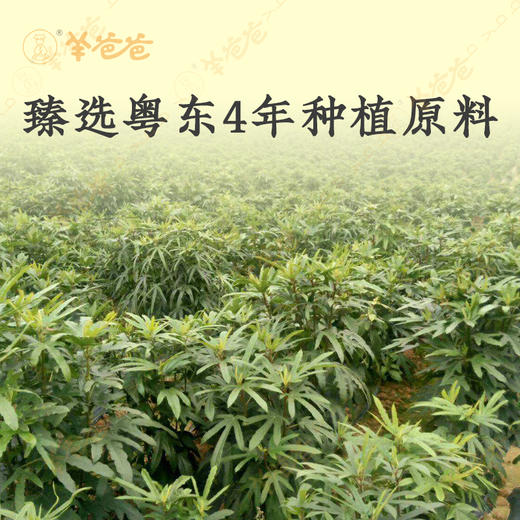 【五指毛桃】广东|椰香浓郁 肉质醇正 煲汤熬煮好搭档 商品图3