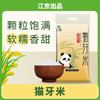 江京猫牙米 10kg 长粒大米 南方梯田米 20斤装 丝苗米 /粮油调味 /米 /丝苗米 商品缩略图0